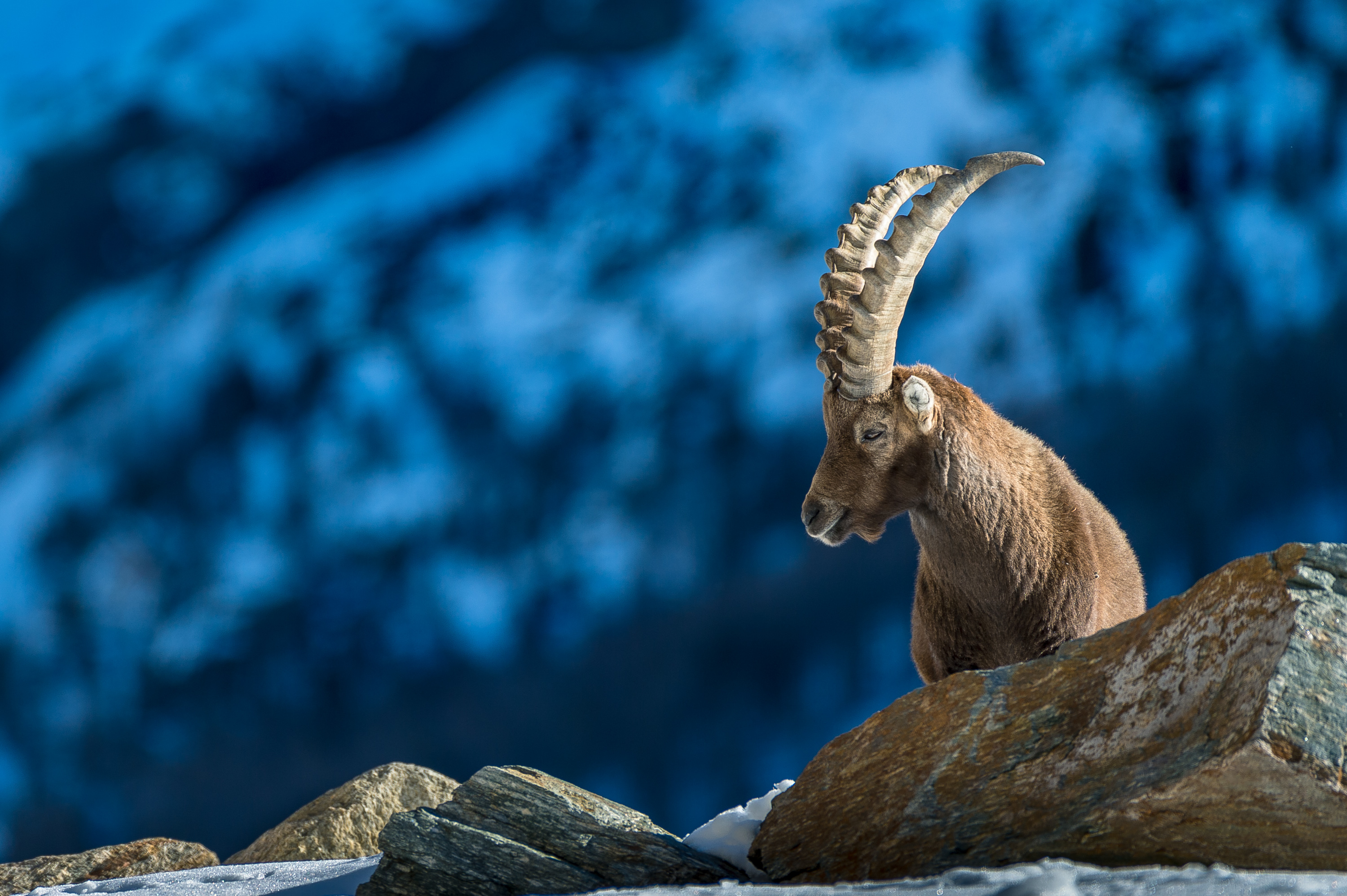 Viaggio Fotografico e Workshop nel Parco Nazionale del Gran Paradiso INVERNO