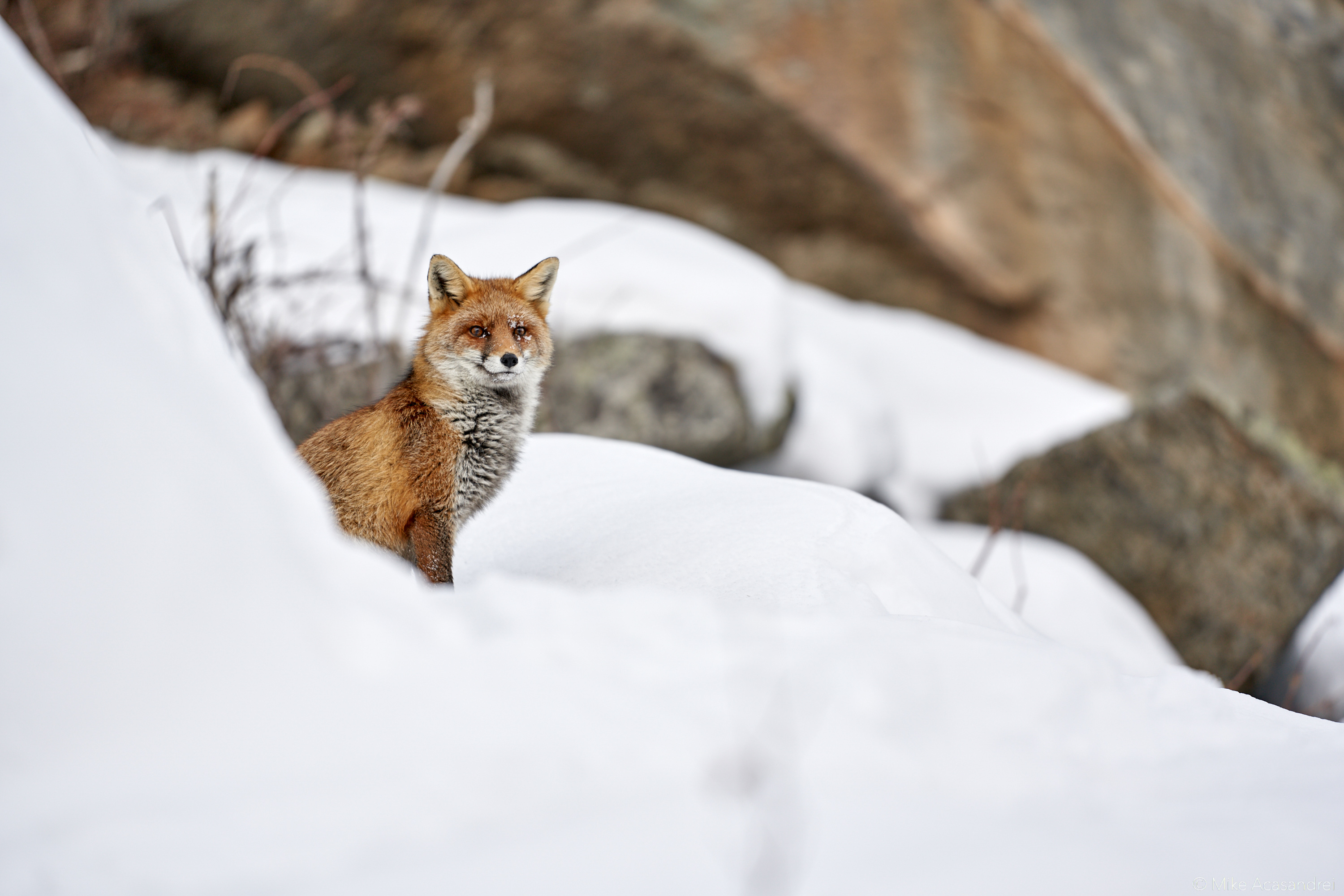 Viaggio Fotografico e Workshop nel Parco Nazionale del Gran Paradiso INVERNO
