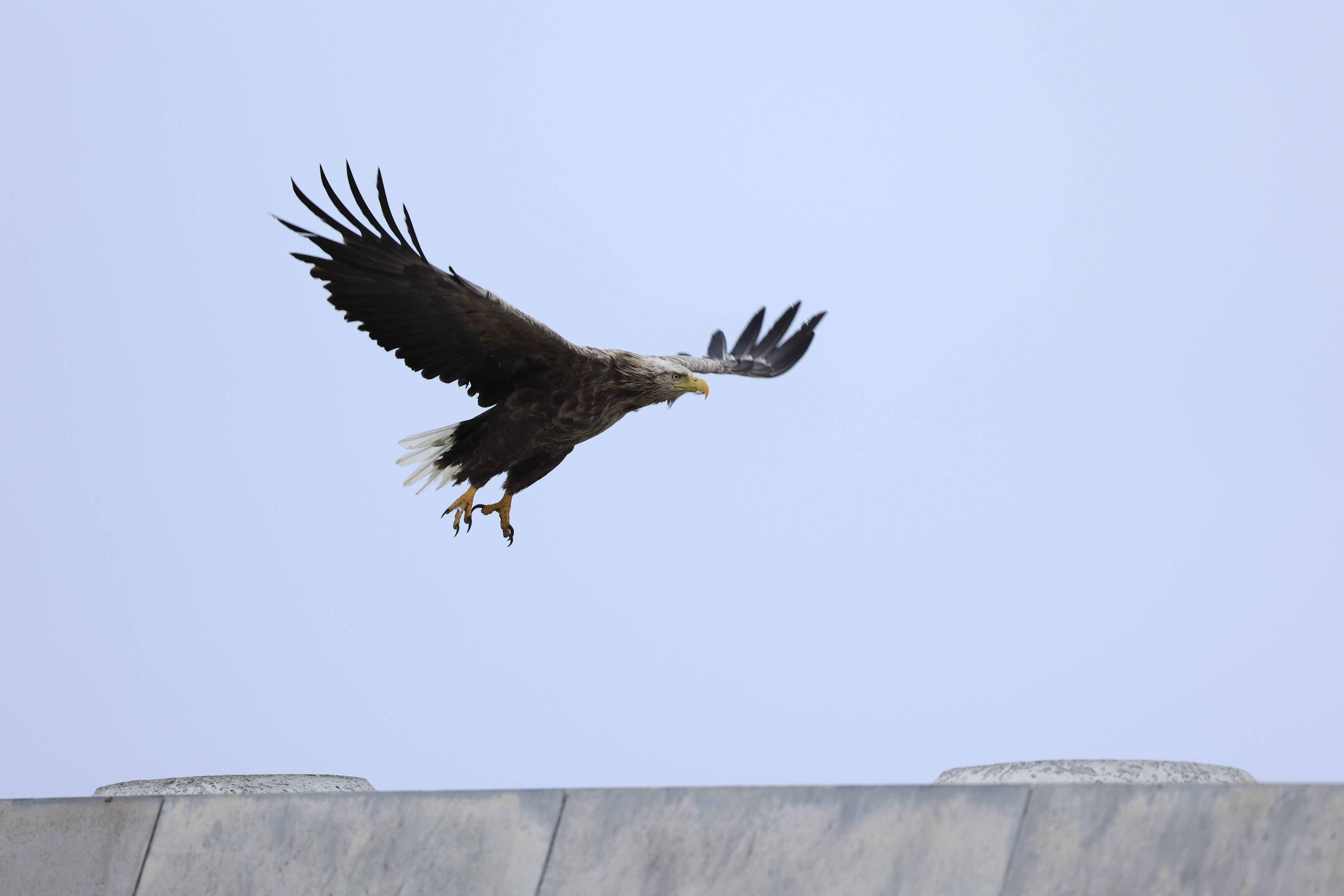 CANON RF 100-400/5,6-8 IS USM